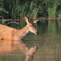 Jeleń szlachetny - Red deer