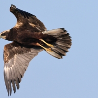 Błotniak stawowy - Western Marsh Harrier