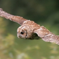 Puszczyk - Tawny Owl