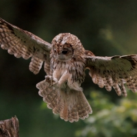 Puszczyk - Tawny Owl
