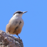 Kowalik skalny - Western Rock-Nuthatch