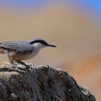 Kowalik skalny - Western Rock-Nuthatch
