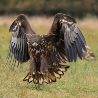 Bielik - White-tailed Sea Eagle