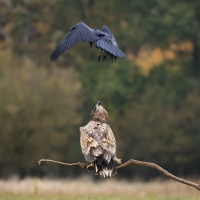 Bielik - White-tailed Sea Eagle