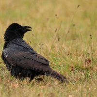 Kruk - Common Raven