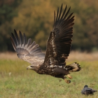 Bielik - White-tailed Sea Eagle