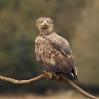 Bielik - White-tailed Sea Eagle