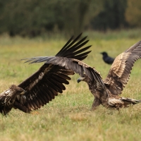 Bielik - White-tailed Sea Eagle