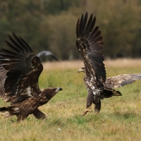 Bielik - White-tailed Sea Eagle