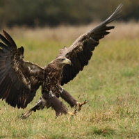Bielik - White-tailed Sea Eagle