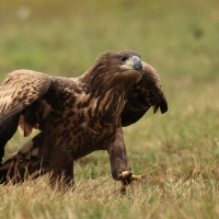Bielik - White-tailed Sea Eagle