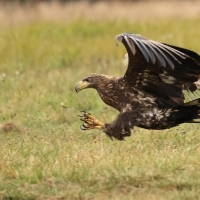 Bielik - White-tailed Sea Eagle