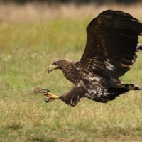 Bielik - White-tailed Sea Eagle