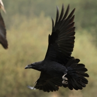 Kruk - Common Raven