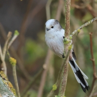 Raniuszek - Long-tailed Tit