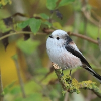 Raniuszek - Long-tailed Tit