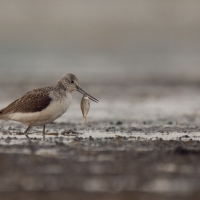 Kwokacz - Tringa nebularia - Common Greenshank