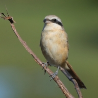 Dzierzba zmienna - Long-tailed Shrike