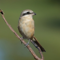 Dzierzba zmienna - Long-tailed Shrike