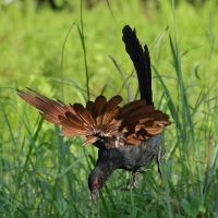 Kukal zmienny - Greater Coucal