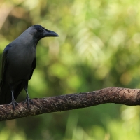 Wrona orientalna - House Crow