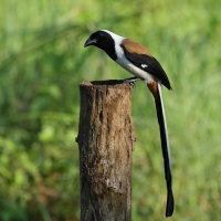 Srokówka białobrzucha - White-bellied Treepie