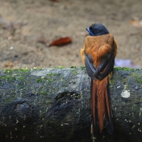 Sędzioł malabarski - Malabar Trogon