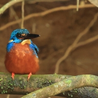Zimorodek granatowy - Blue-eared Kingfisher