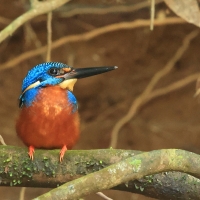 Zimorodek granatowy - Blue-eared Kingfisher