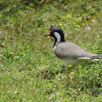 Czajka indyjska - Red-wattled Lapwing
