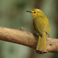 Szczeciak złotolicy - Yellow-browed Bulbul