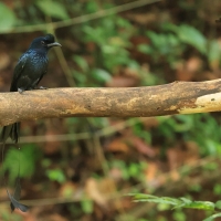 Dziwogon rajski - Greater Racket-tailed Drongo