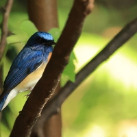 Niltawa modrogłowa - Blue-throated Flycatcher