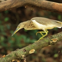 Czapla siodłata - Indian Pond-Heron