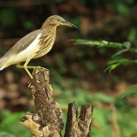 Czapla siodłata - Indian Pond-Heron