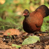 Kuropatwiak rdzawy - Red Spurfowl