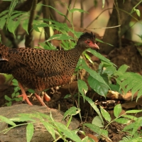 Kuropatwiak rdzawy - Red Spurfowl