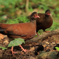 Kuropatwiak rdzawy - Red Spurfowl