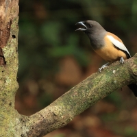 Srokówka jasnoskrzydła - Rufous Treepie