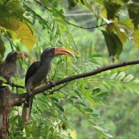Dzioborożec szary - Malabar Grey-Hornbill