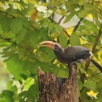 Dzioborożec szary - Malabar Grey-Hornbill