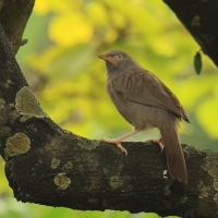 Tymal szarogłowy - Jungle Babbler