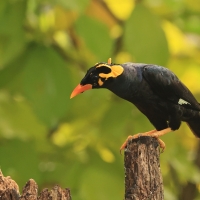 Gwarek malabarski - Southern Hill Myna