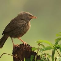 Tymal szarogłowy - Jungle Babbler