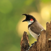 Bilbil zbroczony - Red-whiskered Bulbul