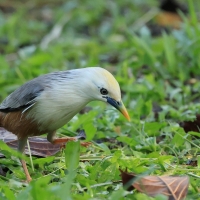 Szpak rdzawobrzuchy - Malabar Starling