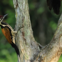 Sułtanik żółtogrzbiety - Black-rumped Flameback