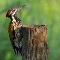Sułtanik żółtogrzbiety - Black-rumped Flameback