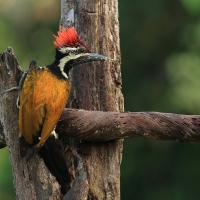 Sułtanik żółtogrzbiety - Black-rumped Flameback