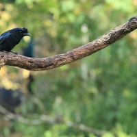 Dziwogon rajski - Greater Racket-tailed Drongo